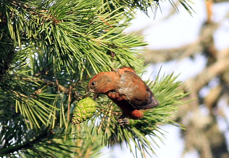 Red Crossbill