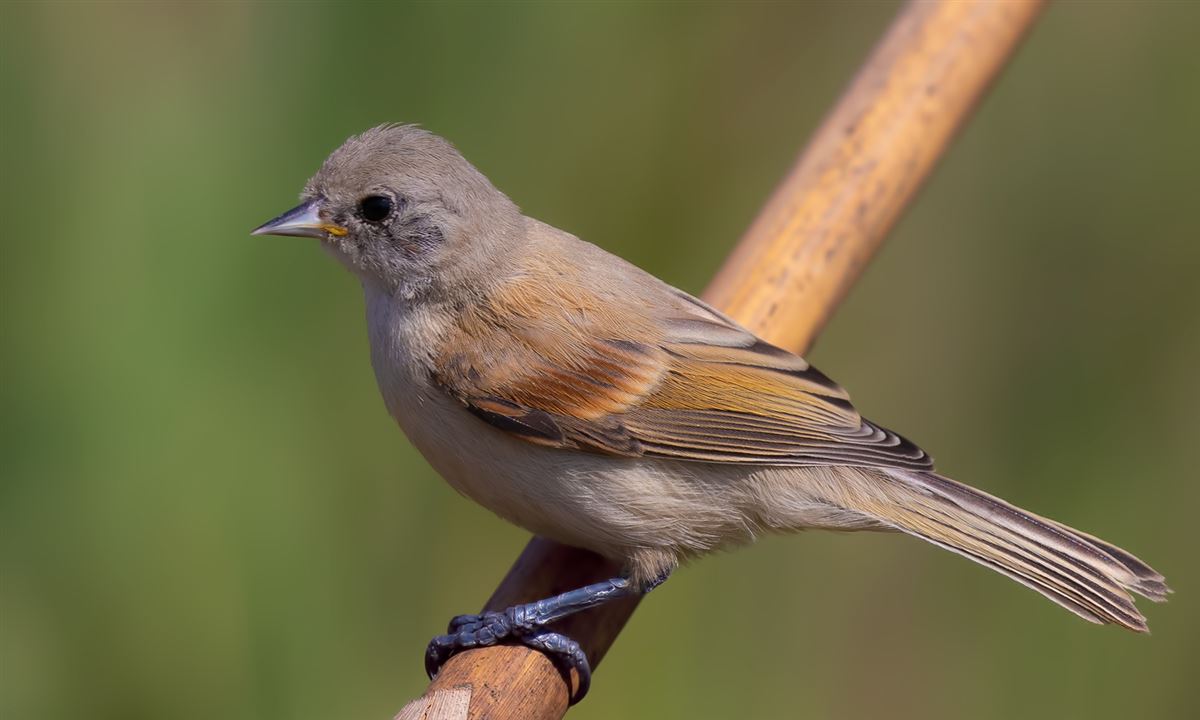Eurasian Penduline Tit