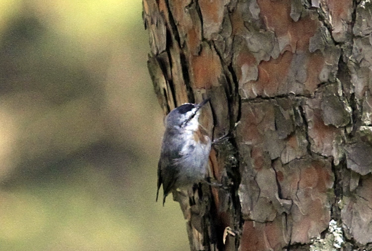 Krüper`s Nuthatch