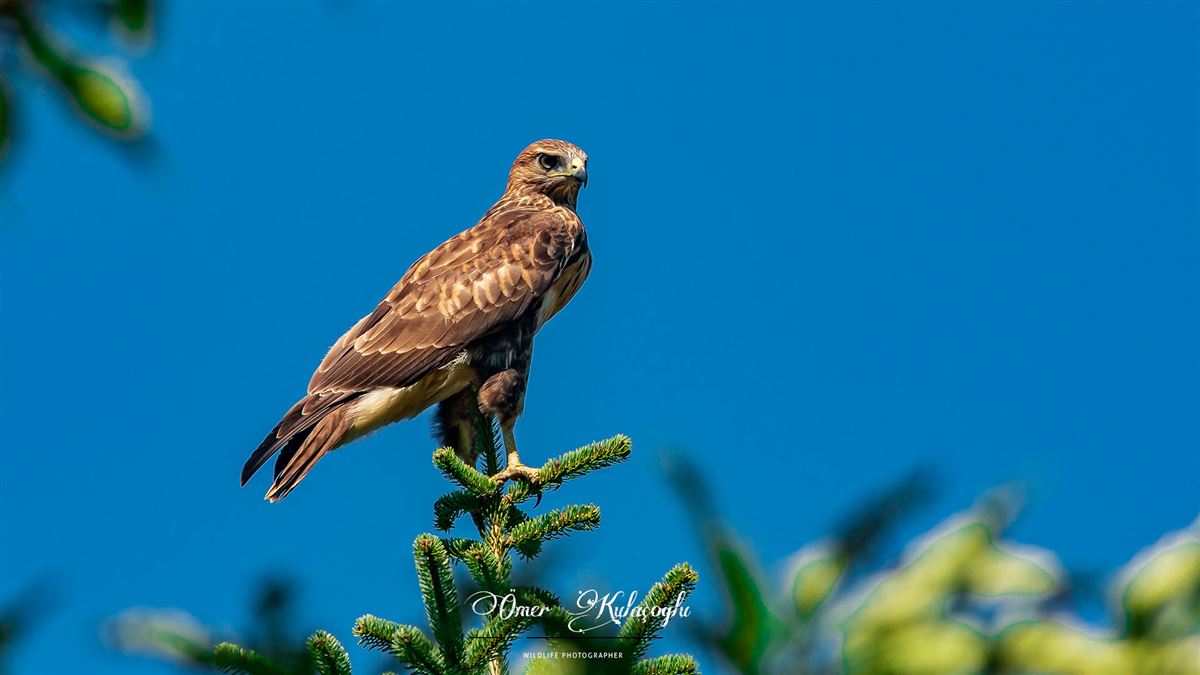 Long-legged Buzzard