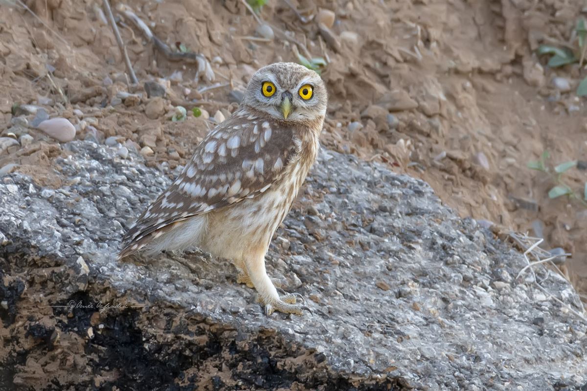 Little Owl