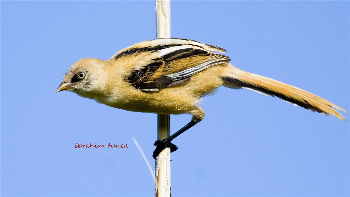 Bearded Reedling