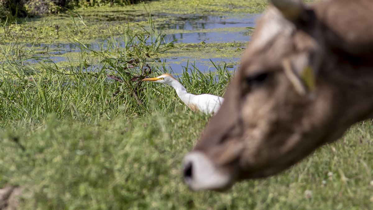 Western Cattle Egret