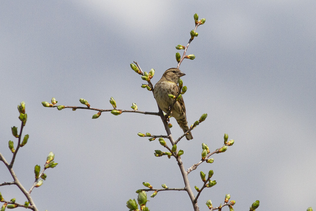 Rock Sparrow