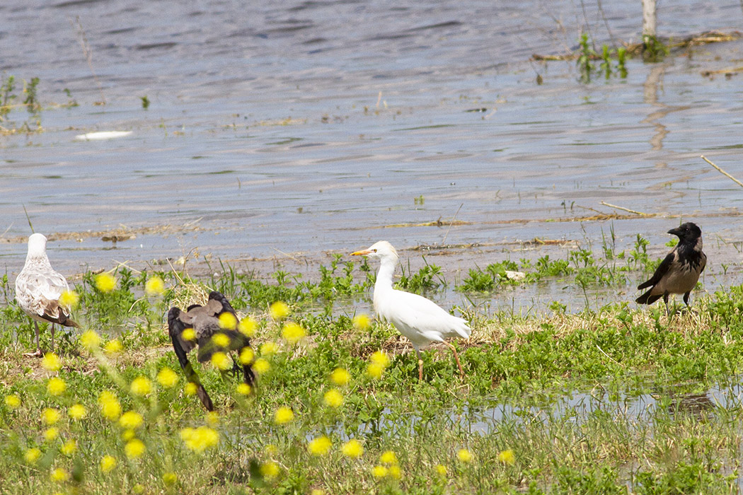 Western Cattle Egret