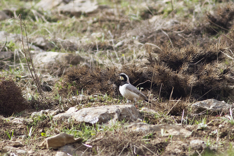 Horned Lark