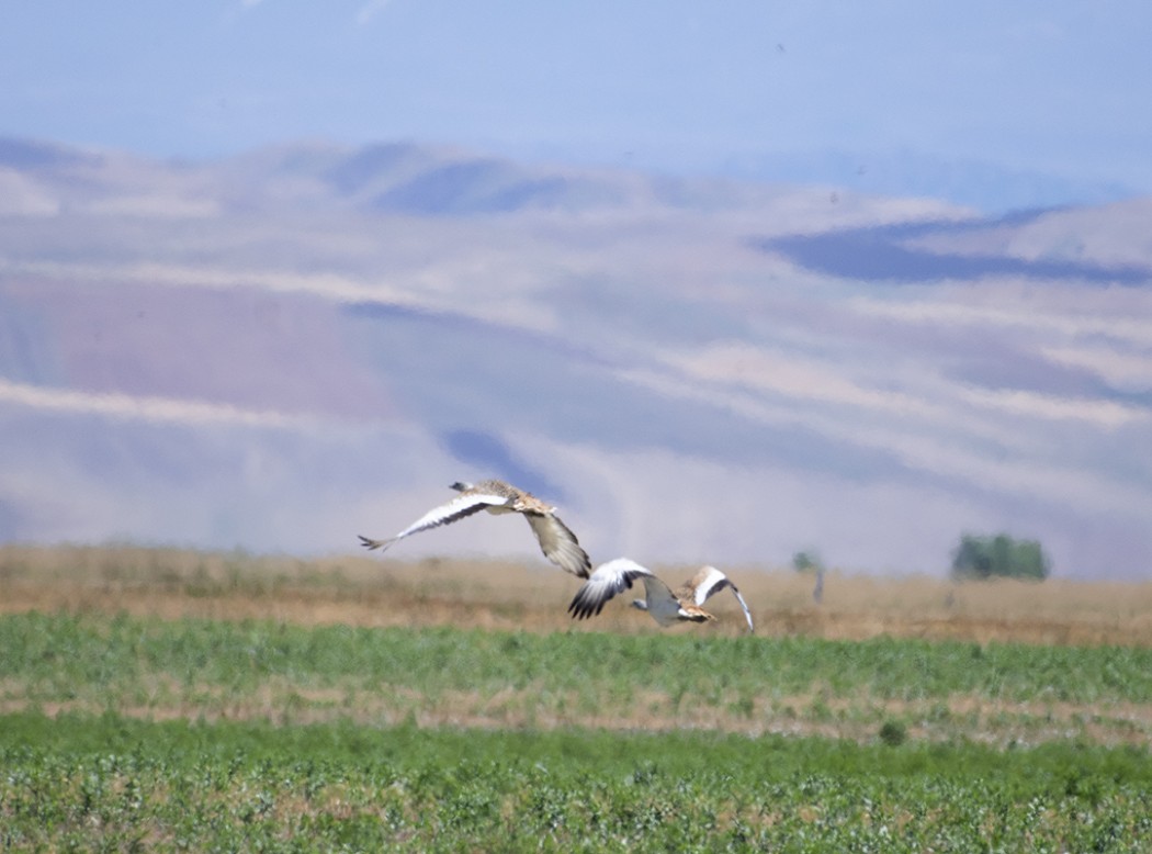 Great Bustard