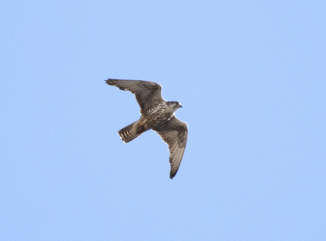 Saker Falcon