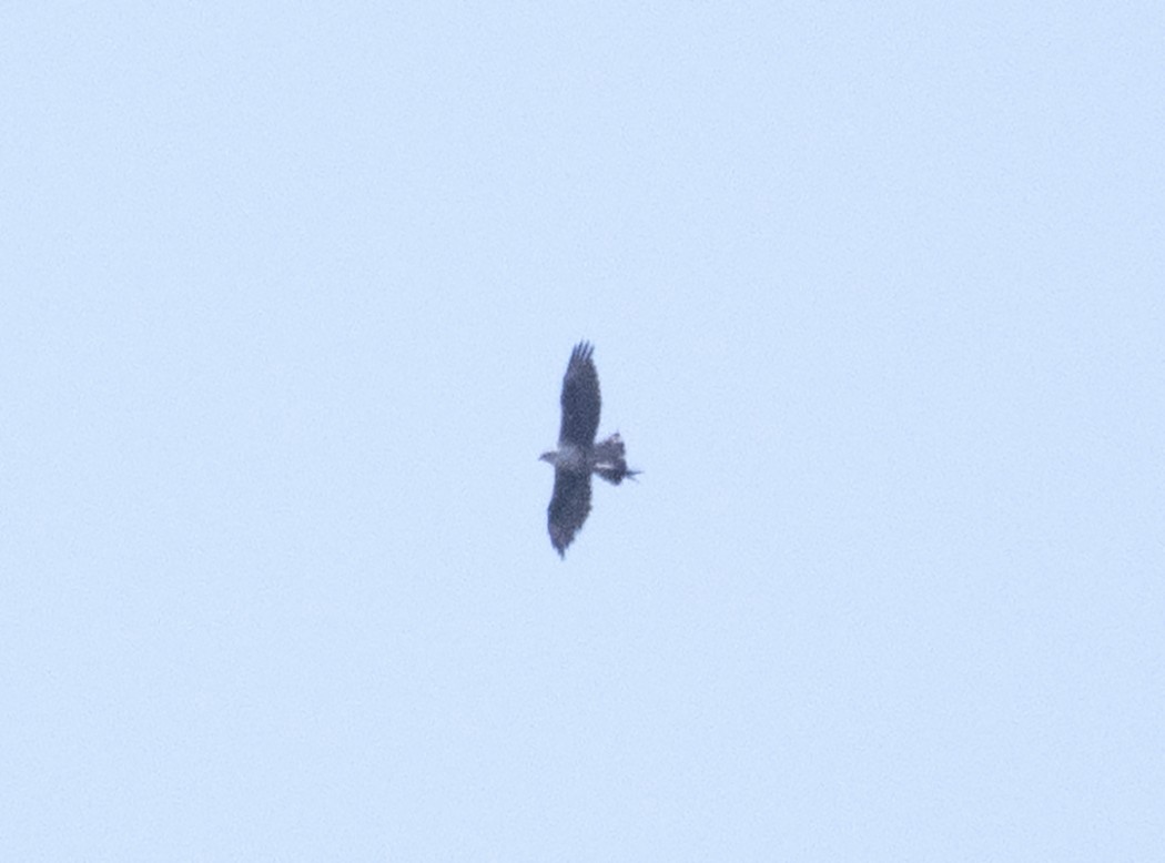 Bonelli`s Eagle