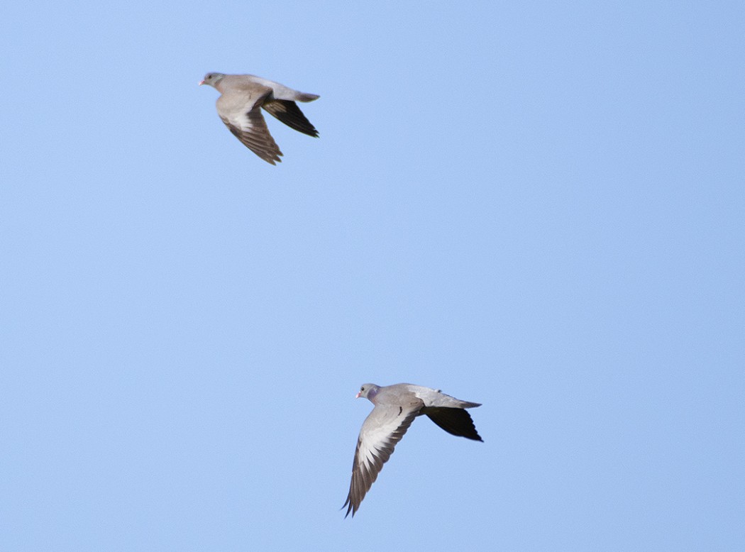 Stock Dove