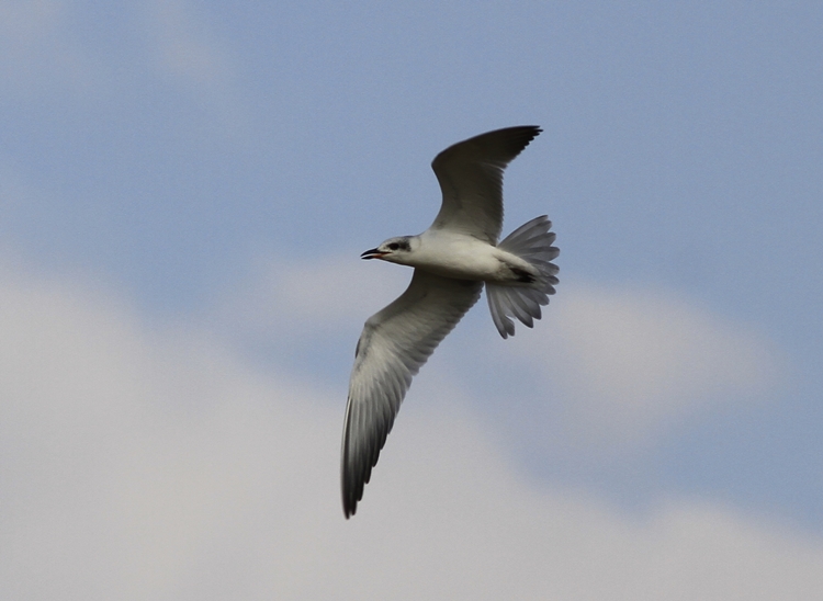 Gull-billed Tern