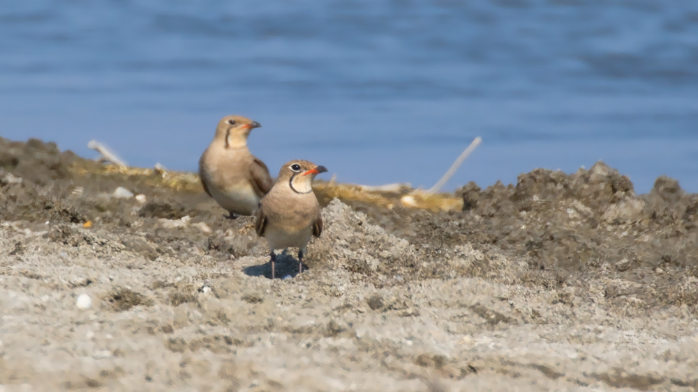 Collared Pratincole
