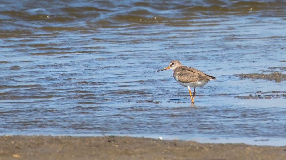 Terek Sandpiper
