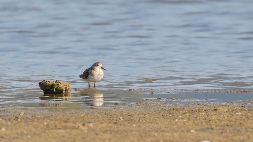 Temminck`s Stint