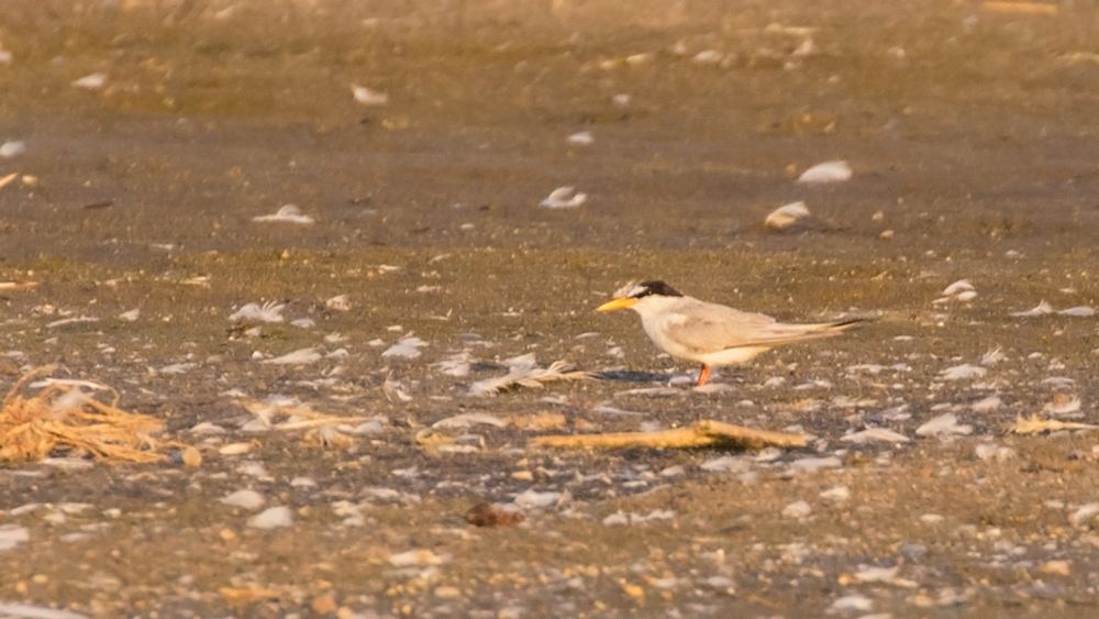 Little Tern