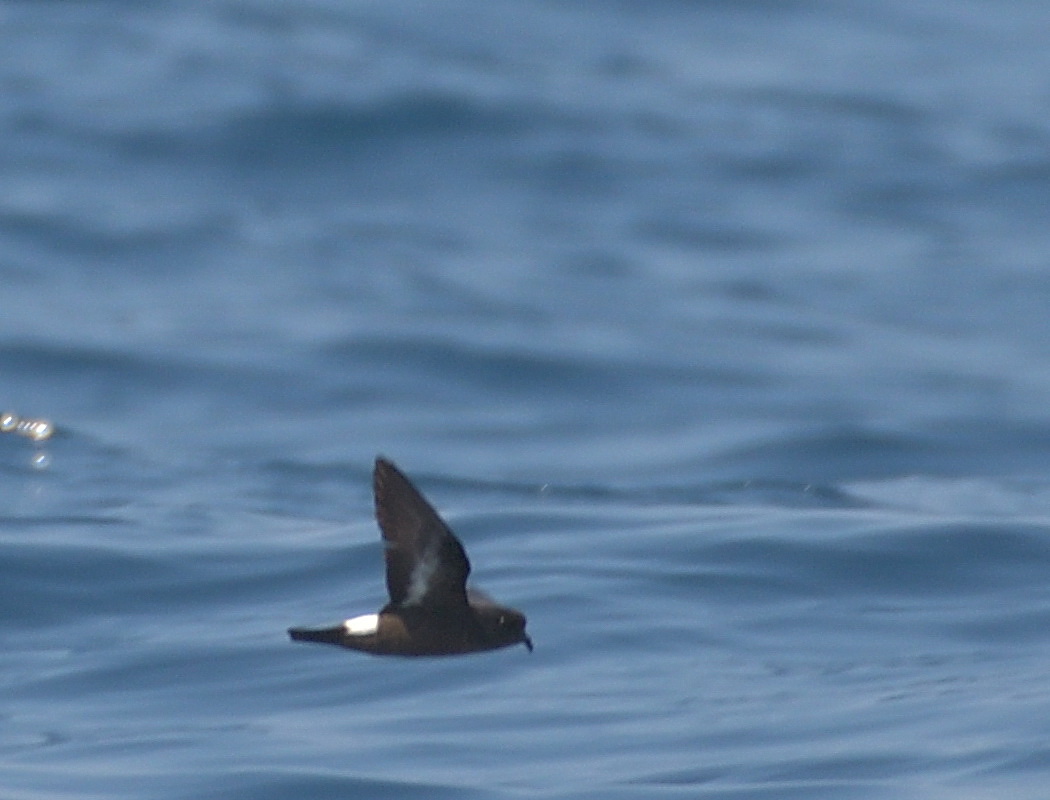 European Storm Petrel