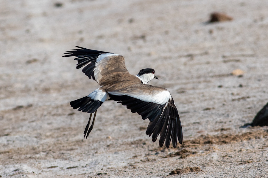 Spur-winged Lapwing