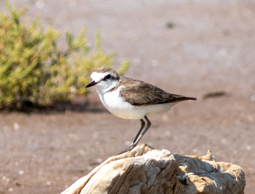 Kentish Plover