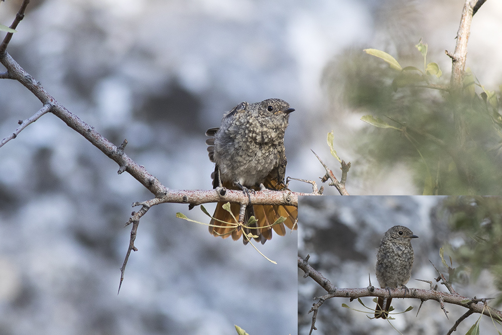 Black Redstart