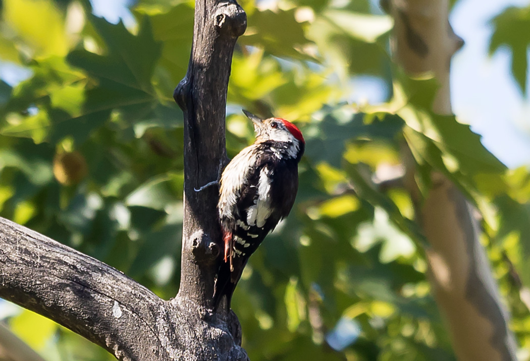 Middle Spotted Woodpecker