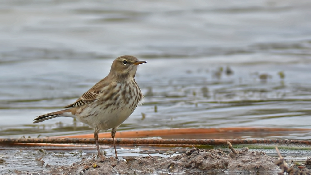 Water Pipit