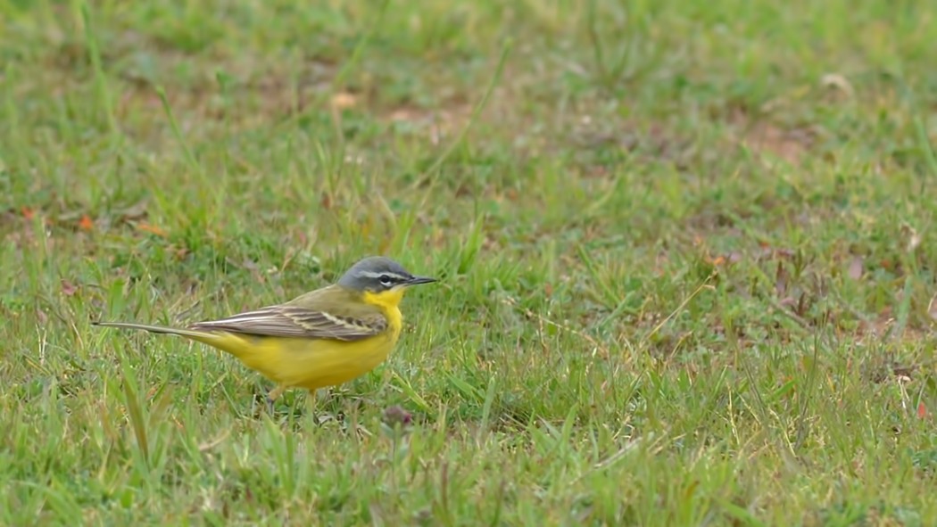Western Yellow Wagtail