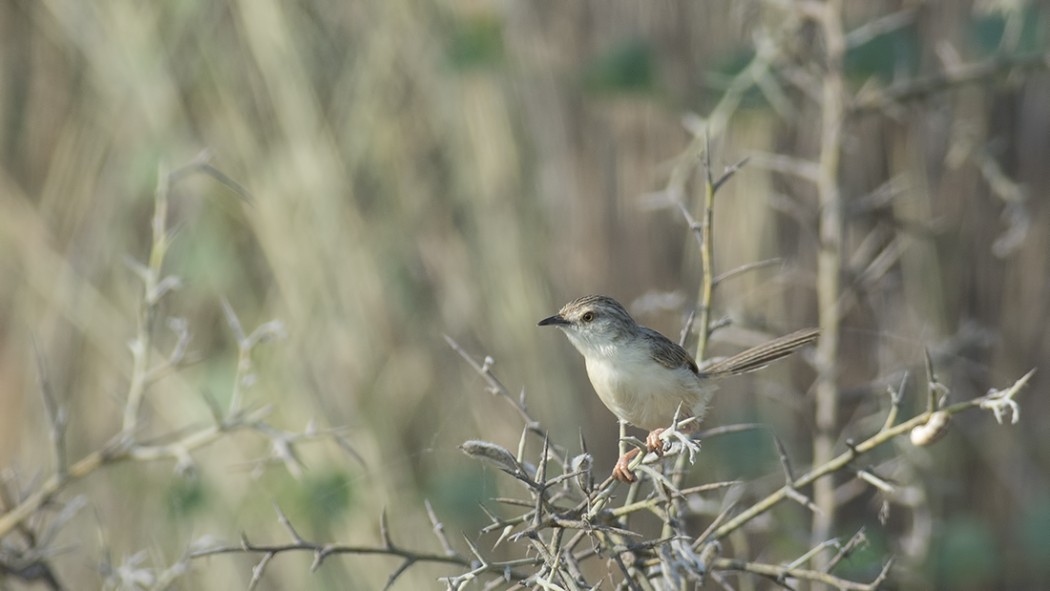Delicate Prinia