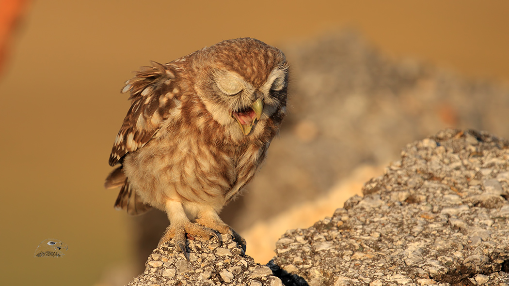 Little Owl