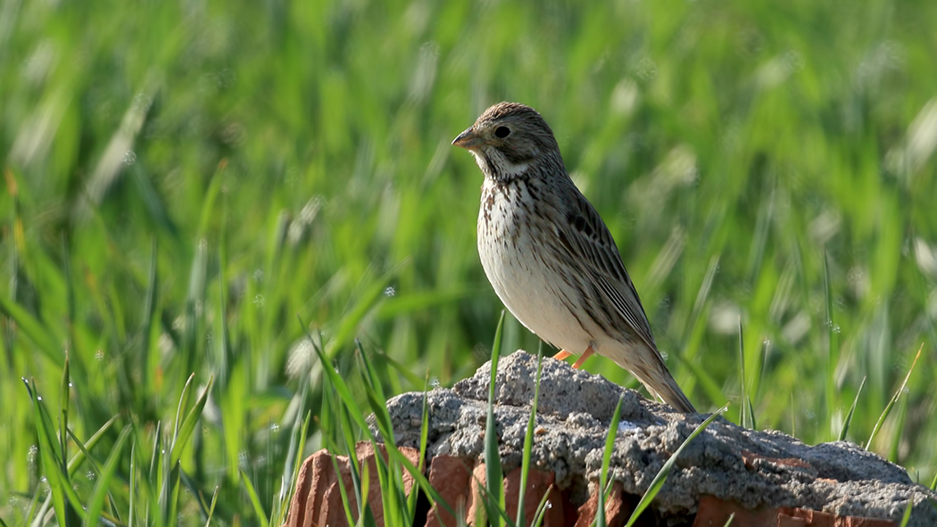 Corn Bunting