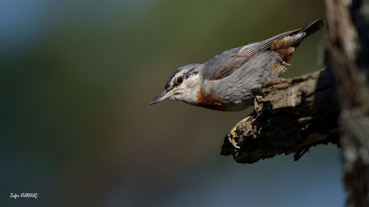 Krüper`s Nuthatch