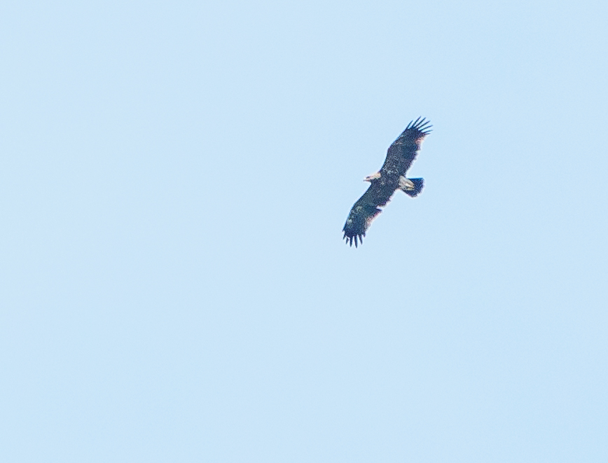 Lesser Spotted Eagle