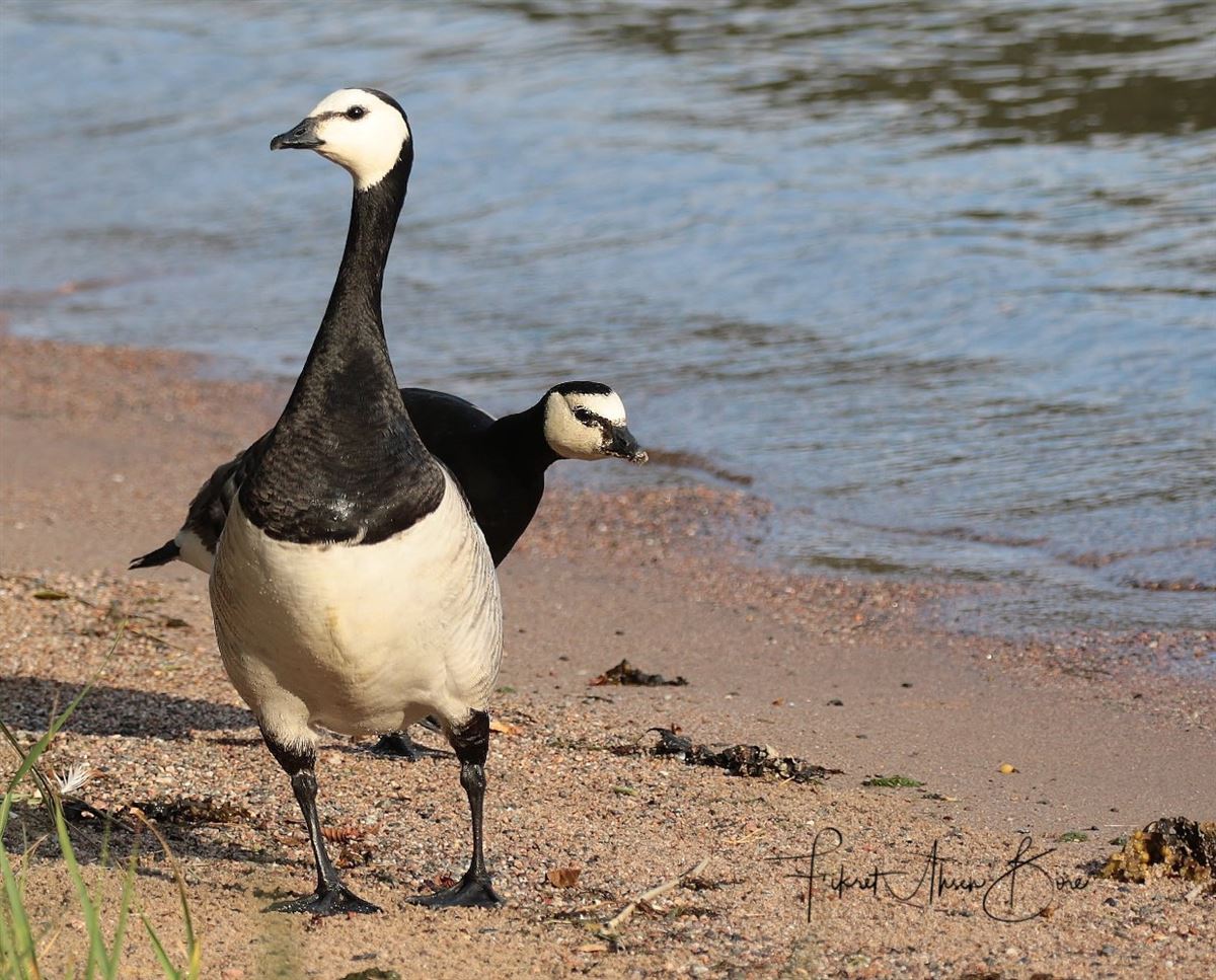 Barnacle Goose