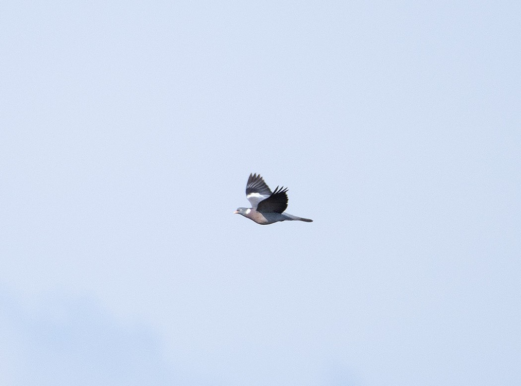Common Wood Pigeon