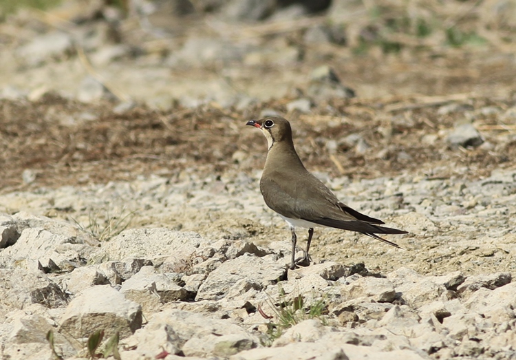 Collared Pratincole