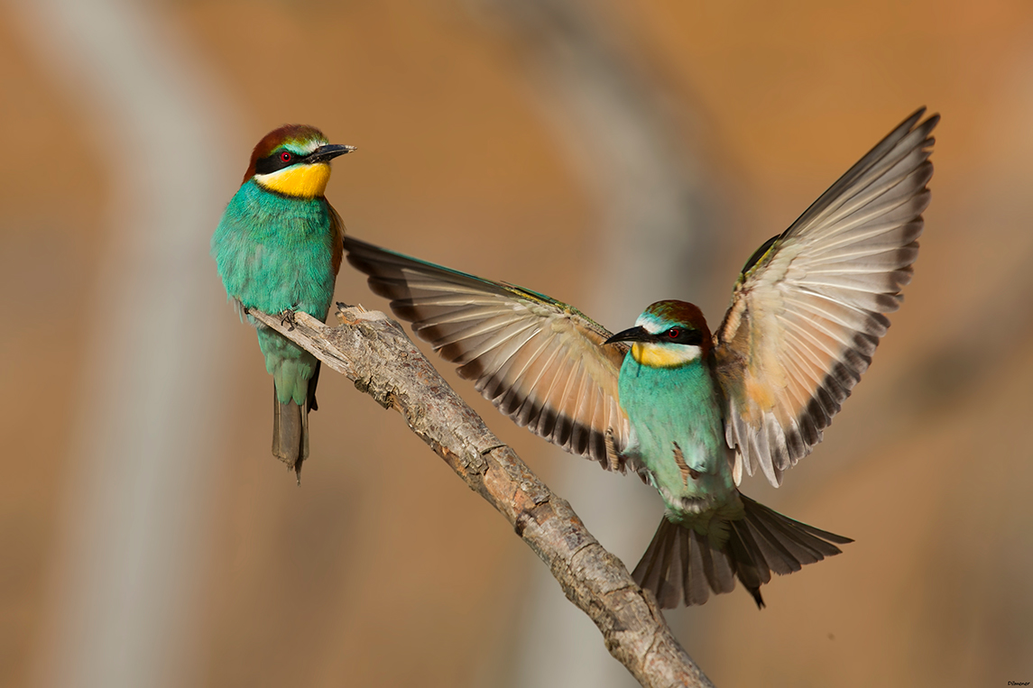 European Bee-eater