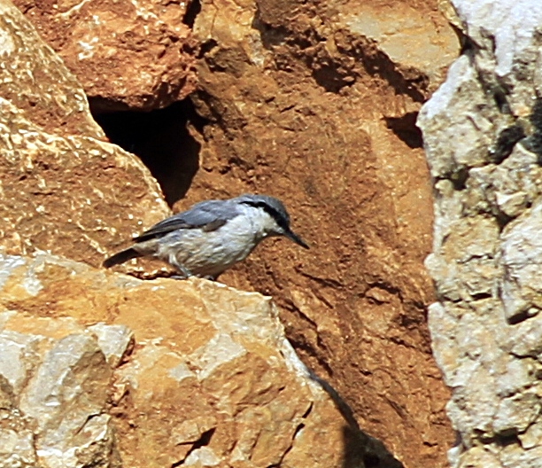Western Rock Nuthatch