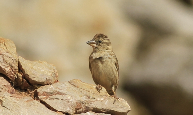 Rock Sparrow