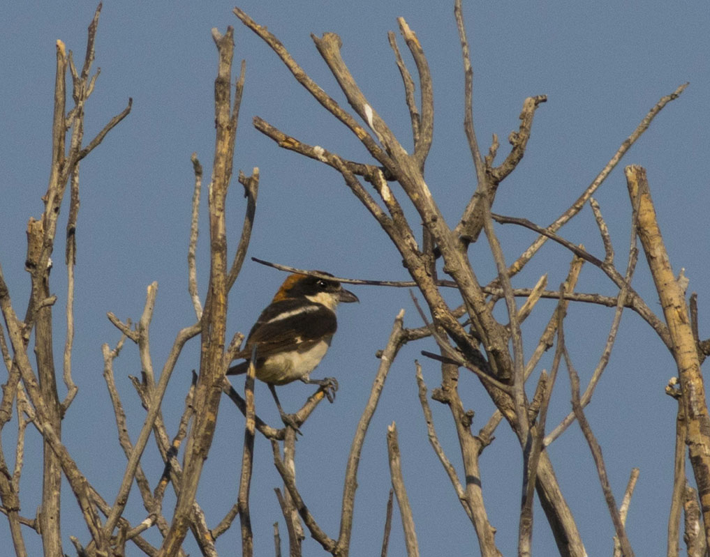 Woodchat Shrike