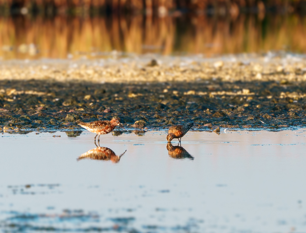 Curlew Sandpiper