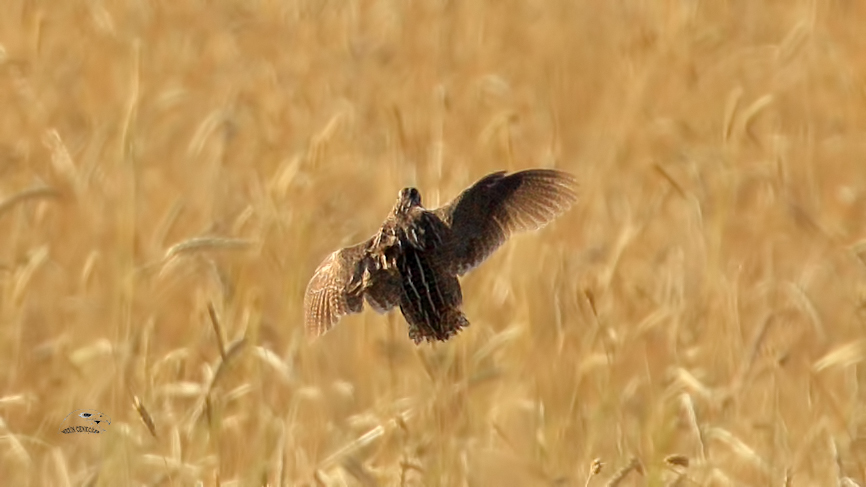 Common Quail
