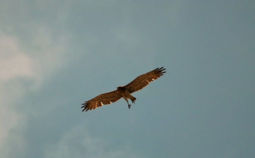 Short-toed Snake Eagle
