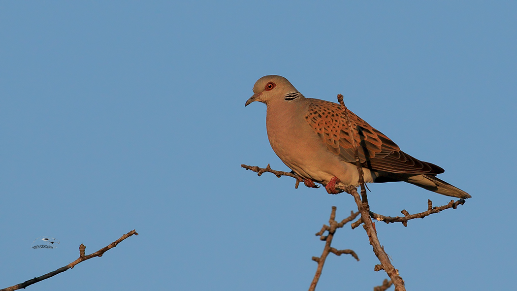 European Turtle Dove