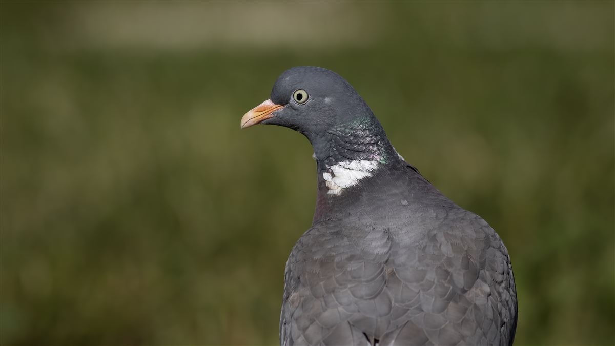 Common Wood Pigeon