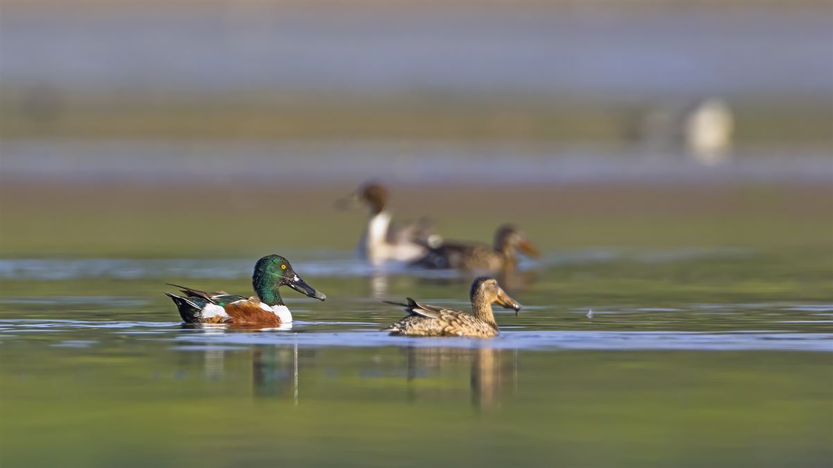 Northern Shoveler
