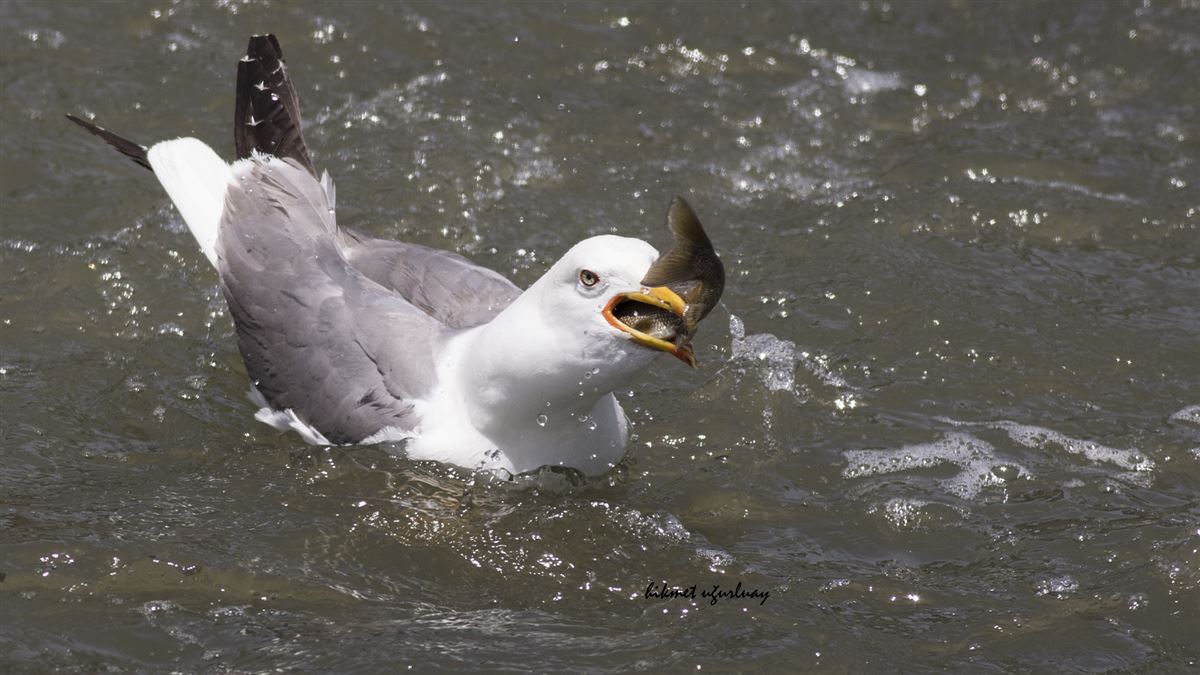 Armenian Gull
