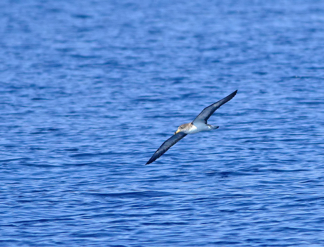 Scopoli`s Shearwater