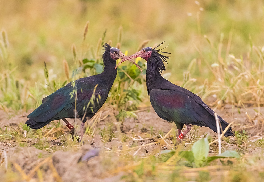 Northern Bald Ibis