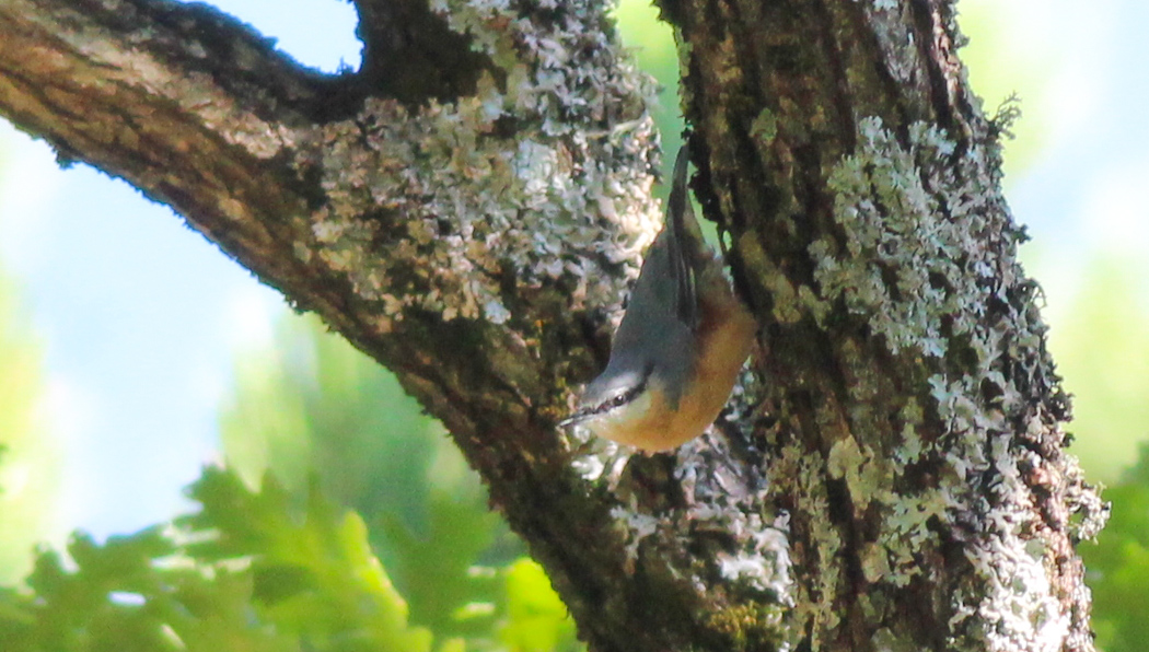 Eurasian Nuthatch