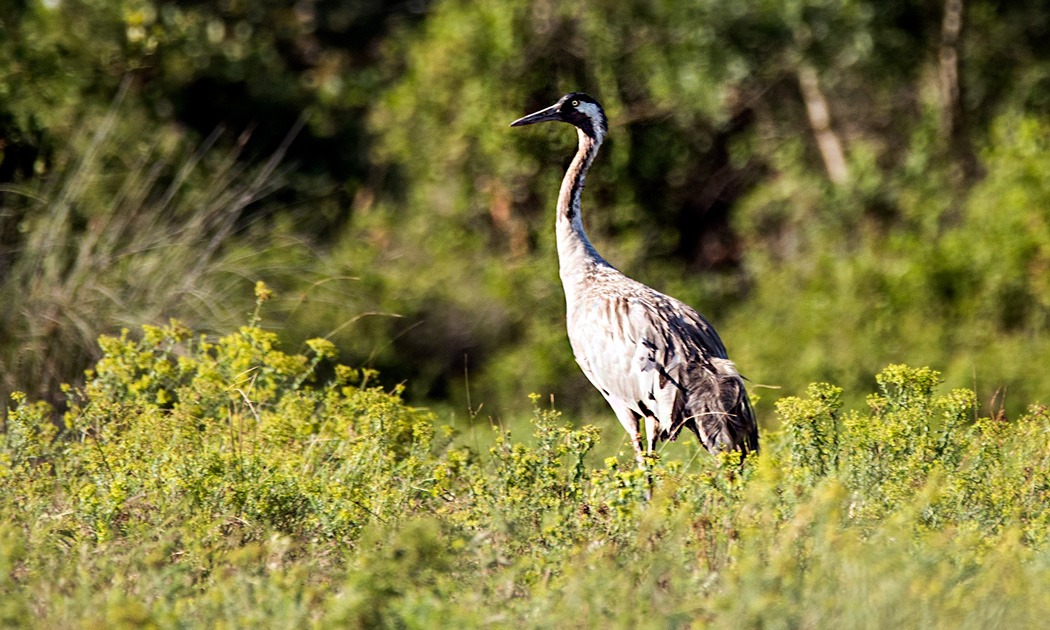 Common Crane