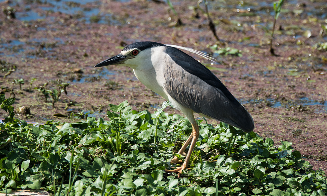 Black-crowned Night Heron